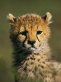 Adam Jones - Cheetah Cub, Acinonyx Jubatus, Masai Mara Game Reserve, Kenya - Fotografik Baskı Adam Jones - Cheetah Cub, Acinonyx Jubatus, Masai Mara Game Reserve, Kenya - Fotografik Baskı