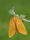 Female Moth (Adeloneivaia Jason). Ecuador Photographic Print by Leroy Simon
