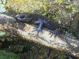 Northwestern Salamander, Ambystoma Gracile, California, USA Photographic Print by Gerold & Cynthia Merker
