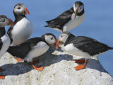 Atlantic Puffins, Fratercula Arctica Fotografie-Druck von Gustav W. Verderber