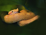 Eyelash Viper, Bothriechis Schlegelii, Captive, Newport Aquarium, Newport, Kentucky Photographic Print by Adam Jones