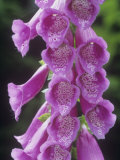 Foxglove Flowers, Digitalis Purpurea, North America Photographie par Barbara Hesse