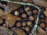 Willow Oak Acorns on the Fall Forest Floor (Quercus Phellos), Florida, USA Photographic Print by Leroy Simon