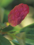 Sweetbay Magnolia Seed Pod (Magnolia Virginiana), Eastern North America Photographic Print by Mark Schneider