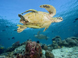 Two Remoras Cling to This Green Sea Turtle (Chelonia Mydas) Swimming over a Coral Reef, Malaysia Lámina fotográfica por David Fleetham Two Remoras Cling to This Green Sea Turtle (Chelonia Mydas) Swimming over a Coral Reef, Malaysia Lámina fotográfica por David Fleetham