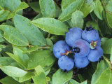 Ripe Blueberries Photographic Print by John & Barbara Gerlach