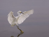 Snowy Egret Landing on Water, Egretta Thula, North America Photographic Print by John Cornell