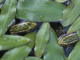 Leopard Frogs, , Rana Pipiens Lámina fotográfica por Gary Meszaros Leopard Frogs, , Rana Pipiens Lámina fotográfica por Gary Meszaros