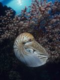 Chambered Nautilus (Nautilus Pompilius) and Soft Coral, Indonesia Photographie par David Fleetham
