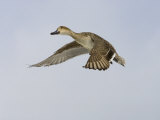 Northern Pintail Duck Female in Flight, Anas Acuta, North America Photographic Print by John Cornell