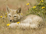 A Patagonian Gray Fox, Dusicyon Griseus or Pseudalopex Griseus Photographic Print by Joe McDonald