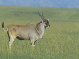 Giant Eland on the Savanna, Taurotragus Derbianus, East Africa Photographic Print by Joe McDonald