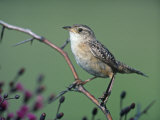 Sedge Wren (Cistothorus Platensis), North America Photographic Print by Steve Maslowski