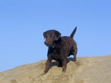 Chesapeake Bay Retriever Variety of Domestic Dog Photographie par Cheryl Ertelt