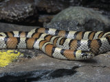 Central Plains Milk Snake, Lampropeltis Triangulum Gentilis, Great Plains, USA Photographic Print by Gerold & Cynthia Merker