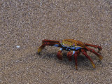 Sally Lightfoot Crab, Grapsus Grapsus, Galapagos Islands, Ecuador Lámina fotográfica por John & Barbara Gerlach