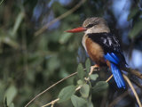 Gray-Headed Kingfisher, Halcyon Leucocephala, Samburu Game Reserve, Kenya, Africa Lámina fotográfica por Joe McDonald
