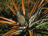 Pineapple Developing, Ananas Comosus Photographie par John D. Cunningham