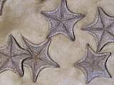 Fossil Sea Stars (Crateraster Mccarteri), 85 M.Y.A., Texas, USA Photographic Print by Ken Lucas