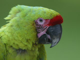 Military Macaw Head Photographic Print by Arthur Morris