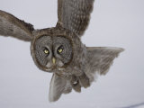A Great Gray Owl in Flight at Dusk, Strix Nebulosa, North America Photographic Print by Joe McDonald