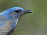 Western Scrub Jay Head (Aphelocoma Californica), Western USA Photographic Print by Steve Maslowski