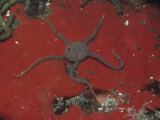 Smooth Brittle Star on a Red Encrusting Sponge., Ophioplocus Esmarki, Central California, USA Photographic Print by Daniel Gotshall