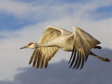 Sandhill Crane in Flight, Grus Canadensis, North America Photographic Print by John Cornell