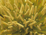 Flowers of the Century Plant, Agave Deserti, Southwestern USA Photographic Print by Doug Sokell