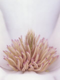 Yulan Magnolia Flower Details, Magnolia Denudata, Originally from China Photographic Print by Adam Jones