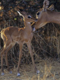 Impala Mother Grooming Her Young, Aepyceros Melampus, Samburu, Kenya, Africa Reprodukcja zdjęcia autor Joe McDonald