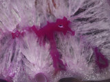 Close-Up of an Agate Quartz Geode, Brazil Photographic Print by Albert Copley