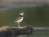 Kildeer (Charadrius Vociferus) Juvenile Photographie par John Cornell