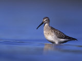Juvenile Stilt Sandpiper (Calidris Himantopus) in First Winter Plumage, New York, USA Photographie par Arthur Morris