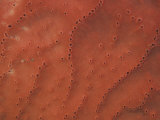 Red Volcano Sponge, Acarnus Erithacus, Phylum Porifera, Pacific Coast of North America Photographic Print by David Wrobel