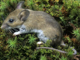 White-Footed Mouse, Peromyscus Leucopus, Ohio, USA Lámina fotográfica por Gary Meszaros White-Footed Mouse, Peromyscus Leucopus, Ohio, USA Lámina fotográfica por Gary Meszaros
