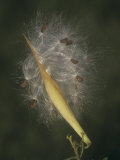 Butterfly Weed Seed Dispersal by the Wind (Asclepias Tuberosa), Eastern USA Lámina fotográfica por Leroy Simon