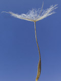 Goatsbeard Seed Photographic Print by Solvin Zankl