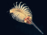 Stereomicroscopic View of a Brine Shrimp (Artemia Salina) with Eggs. Lm, X25 Fotografisk tryk af Robert Markus