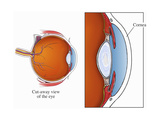 Biomedical Illustration of the Human Eye, Showing Details of the Cornea, Iris, and Lens Photographic Print