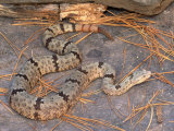 Rock Rattlesnake Photographie par Michael Redmer