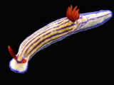 Nudibranch Photographie par Solvin Zankl