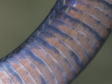 Ventral Scales on a Texas Indigo Snake Lámina fotográfica por Arthur Morris Ventral Scales on a Texas Indigo Snake Lámina fotográfica por Arthur Morris