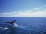 Blue Whale Diving with Only its Fluke Visible (Balaenoptera Musculus) Photographie par Tom Walker
