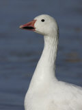 Snow Goose Head, Chen Caeulescens, North America Photographic Print by Arthur Morris