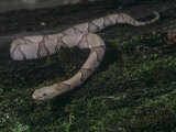 Southern Copperhead Juvenile, Agkistrodon Contortrix, Southeastern USA Lámina fotográfica por Joe McDonald