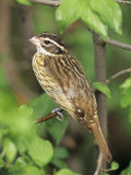 Female Rose-Breasted Grosbeak, Pheucticus Ludovicianus, North America Photographic Print by Adam Jones