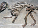 Good Mother Dinosaur Skeleton (Maiasaura Peeblesorum), Cretaceous Period, 75 M.Y.A., Montana, USA Photographie par Ken Lucas