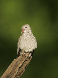 Inca Dove, Columbina Inca, Southwestern USA Photographic Print by John Cornell