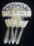 Spotted Jelly (Mastigias Papua), Hawaii and the South Pacific Lámina fotográfica por Ken Lucas Spotted Jelly (Mastigias Papua), Hawaii and the South Pacific Lámina fotográfica por Ken Lucas
